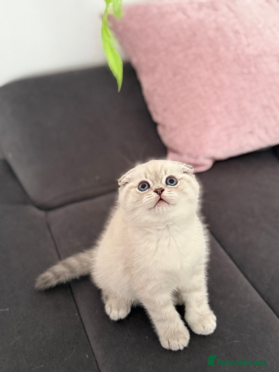 Scottish Fold cats for sale: 😻Stunning Pure breed Scottish fold kittens 😻 - Advert 23