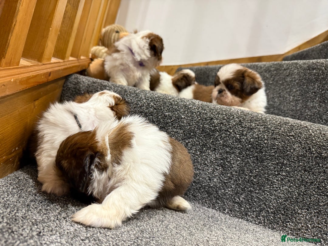 Shih Tzu dogs for sale: Summer Shihtzu Puppies - Image 26