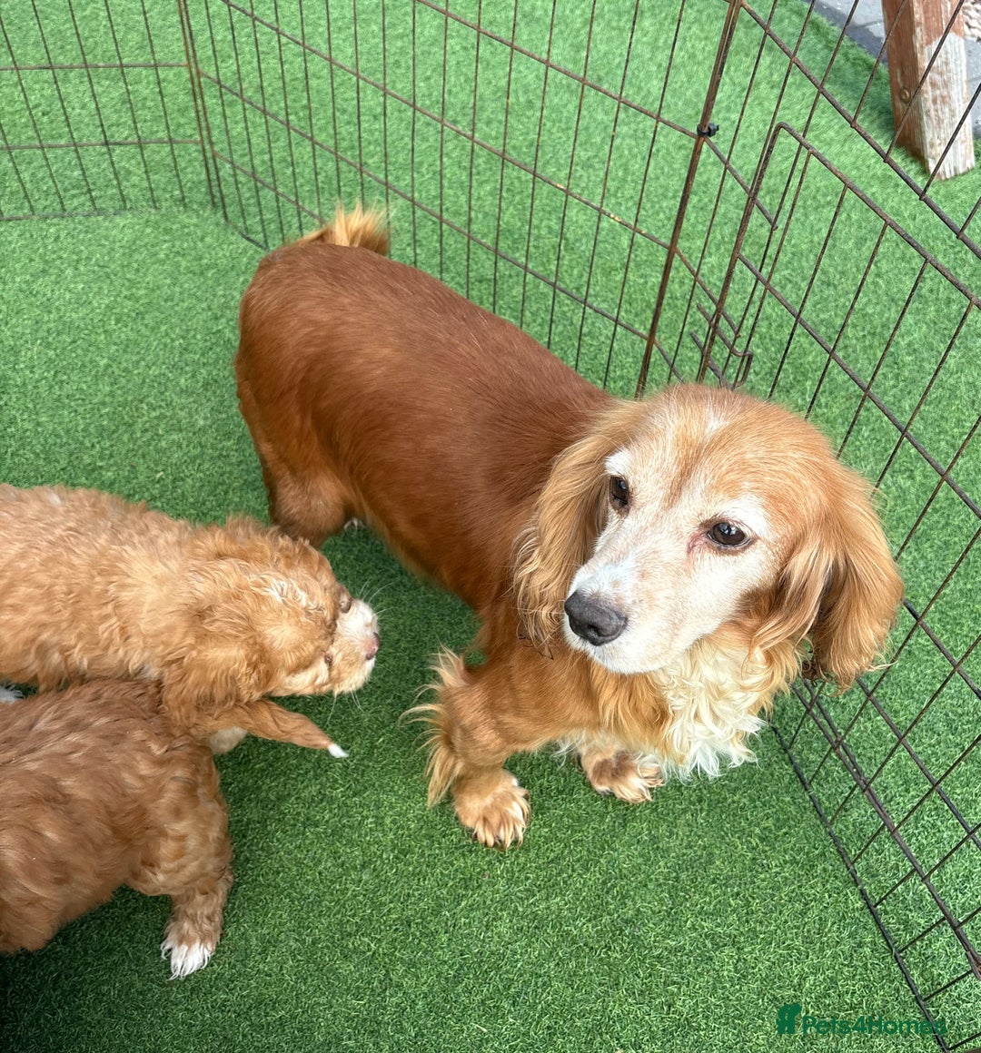 Cockapoo dogs for sale: Cockapoo puppies f1 - Image 8