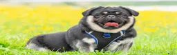 Pug dogs for sale: Royal Blue Litter - Exclusive Showline  - Advert 31