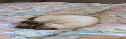 Siamese cats for sale: Male Siamese Kitten in Dunfermline - Advert 4