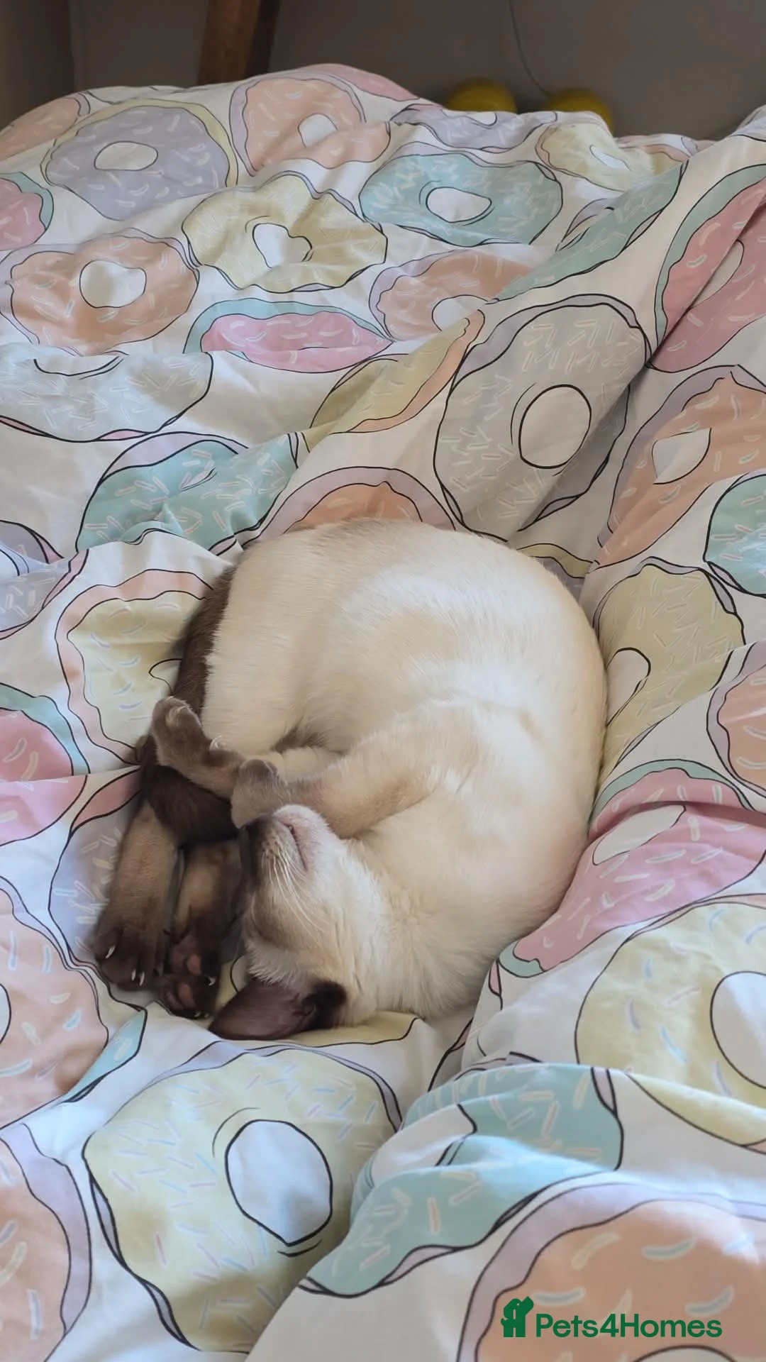 Siamese cats for sale: Male Siamese Kitten in Dunfermline - Advert 4