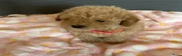 Toy Poodle dogs for sale: TOY POODLE GIRLS AND BOYS READ NOW  - Advert 12