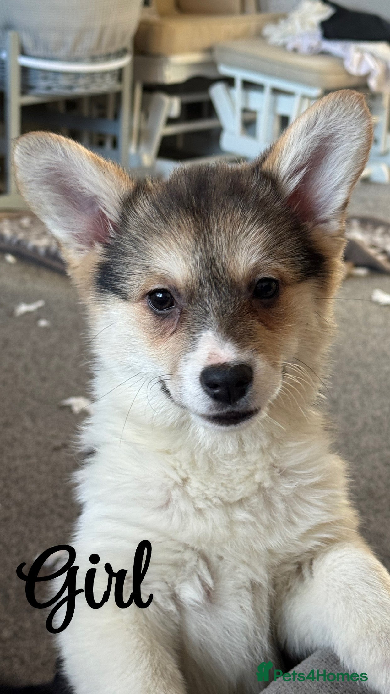 Welsh Corgi Pembroke dogs Beautiful Welsh Pembroke corgis - Advert 1