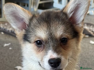 Welsh Corgi Pembroke dogs Beautiful Welsh Pembroke corgis - Advert 1