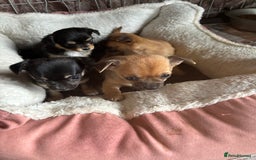 Chihuahua dogs for sale: Playful Chiuahah puppies 3 girls and one boy - Image 5