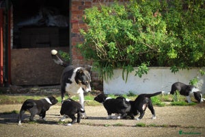 Border Collie dogs - Advert 10