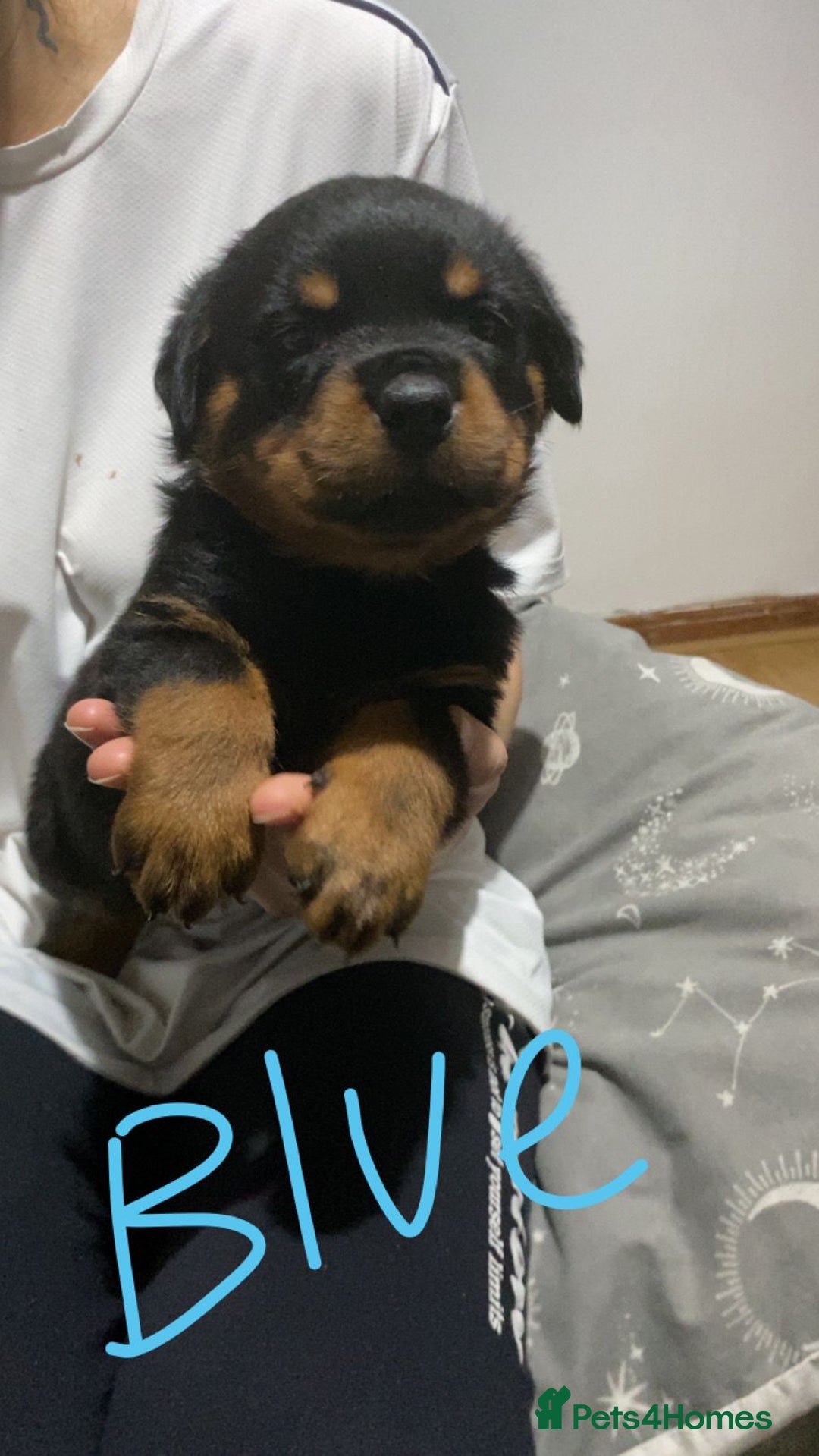 Rottweiler dogs for sale: Kc rottweiler puppies  - Image 20