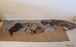 Miniature Dachshund dogs for sale: Chocolate Isabelle dapple miniature dachshund - Image 3