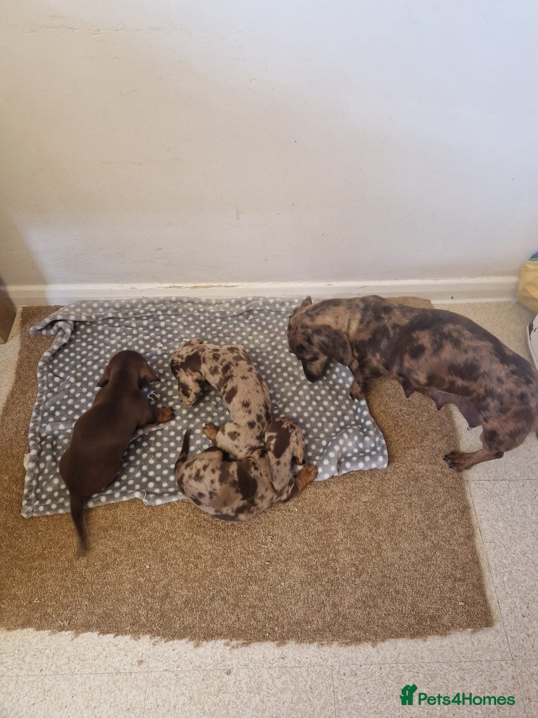 Miniature Dachshund dogs for sale: Chocolate Isabelle dapple miniature dachshund - Image 3