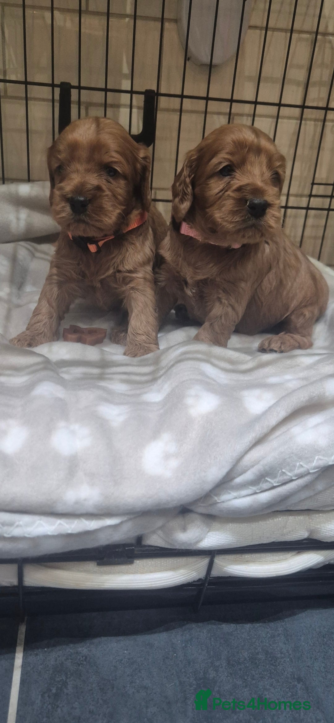 Cockapoo dogs *EXTENSIVELY HEALTH TESTED F1 SHOW COCKERPOO* - Advert 9