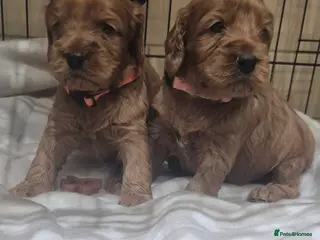 Cockapoo dogs *EXTENSIVELY HEALTH TESTED F1 SHOW COCKERPOO* - Advert 9