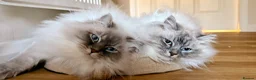 Siberian cats for sale: Siberian Neva Masquerade x2 - Advert 1