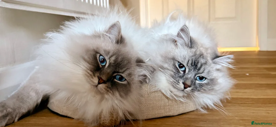 Siberian cats for sale: Siberian Neva Masquerade x2 - Advert 1