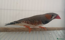 Finches birds for sale: 6 Show Quality Zebra Finches for Sale  - Image 9