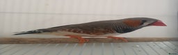 Finches birds for sale: 6 Show Quality Zebra Finches for Sale  - Advert 9