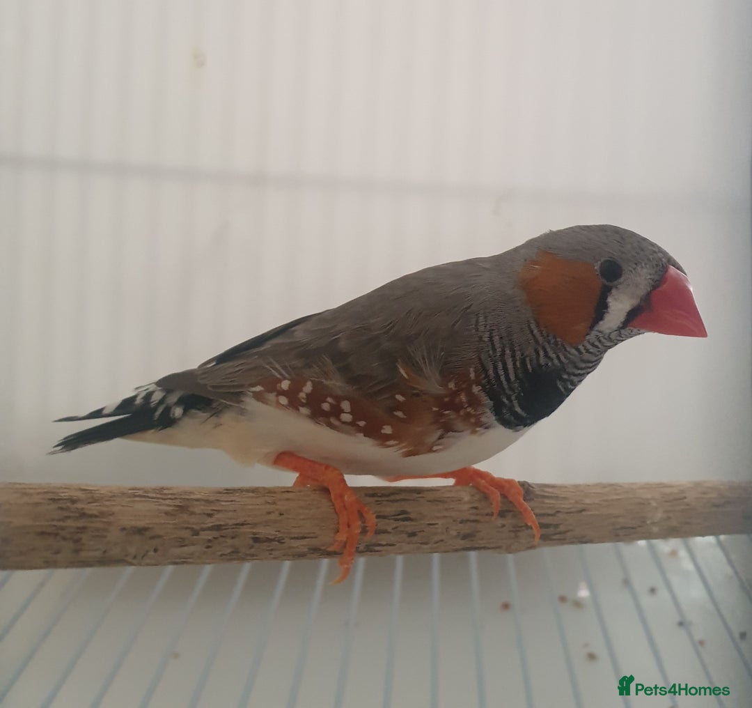 Finches birds for sale: 6 Show Quality Zebra Finches for Sale  - Image 9