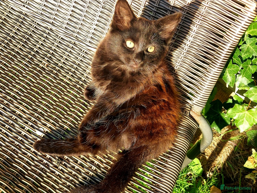 York Chocolate cats for sale:  Kitten 🐈‍⬛ - Image 1