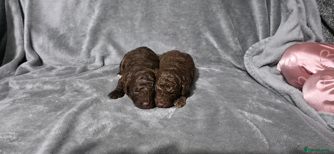 Sproodle dogs for sale: 🐾 Stunning Chocolate Sproodles🐾  - Advert 4