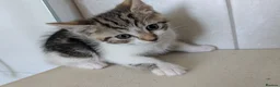 British Shorthair cats for sale: Friendly little kittens for sale - Advert 6