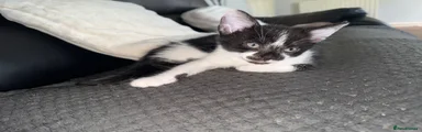 Black and White Female 
