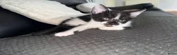 Mixed Breed cats for sale: Kittens DESPERATELY looking for their new homes🐾 in Alexandria - Advert 4