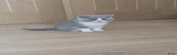 British Shorthair cats for sale: 5 GCCF REGISTERED KITTENS - Advert 10