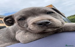 Staffordshire Bull Terrier dogs for sale: Chunky Staffy pups 💕 2 girls left, Ready to leave - Image 8