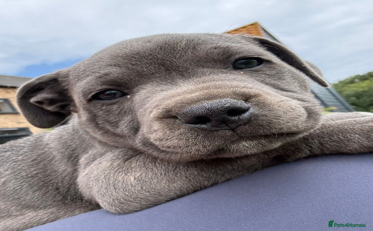 Staffordshire Bull Terrier dogs - Advert 5
