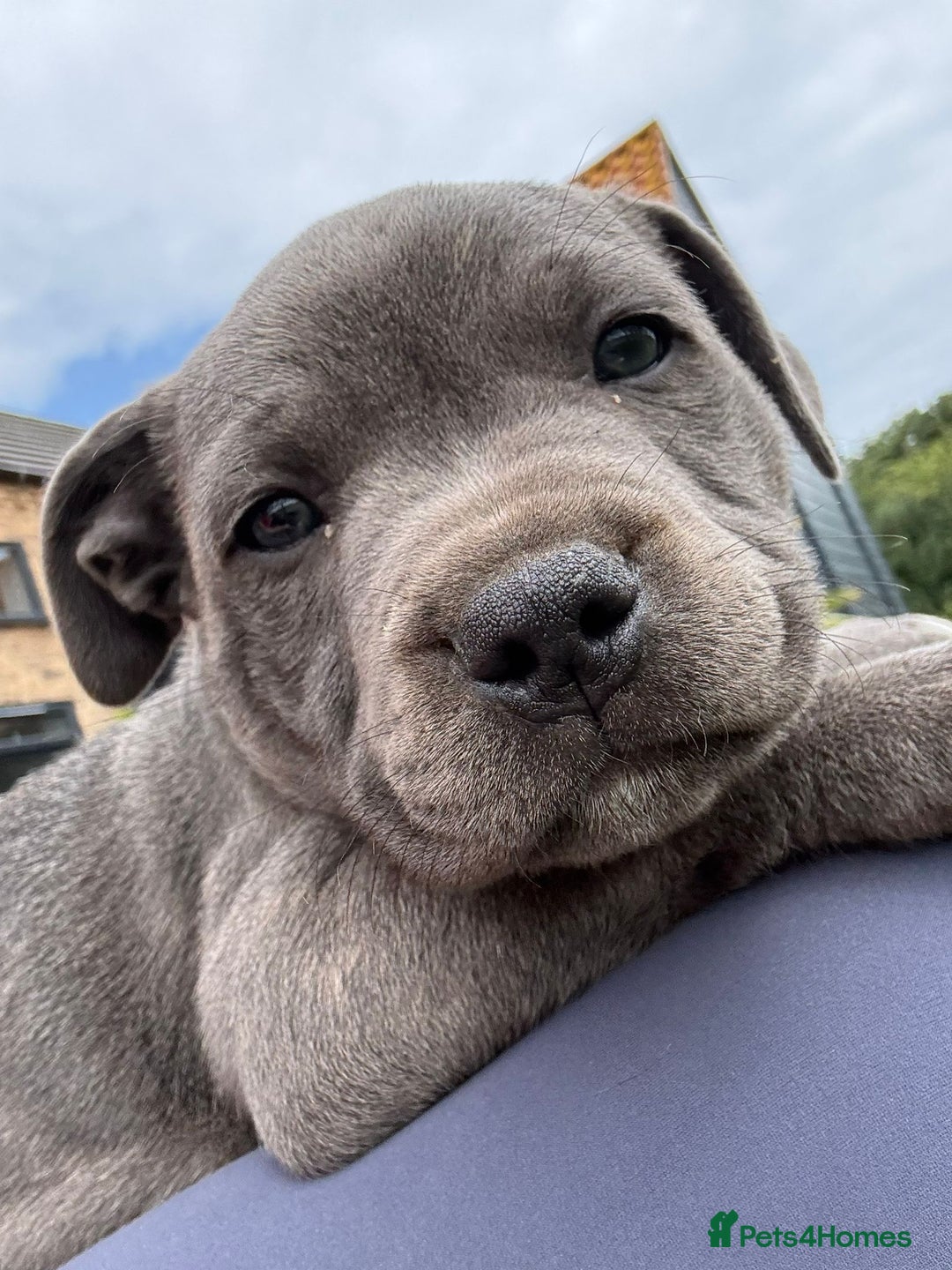 Staffordshire Bull Terrier dogs for sale: Chunky Staffy pups 💕 2 girls left, Ready to leave - Image 8
