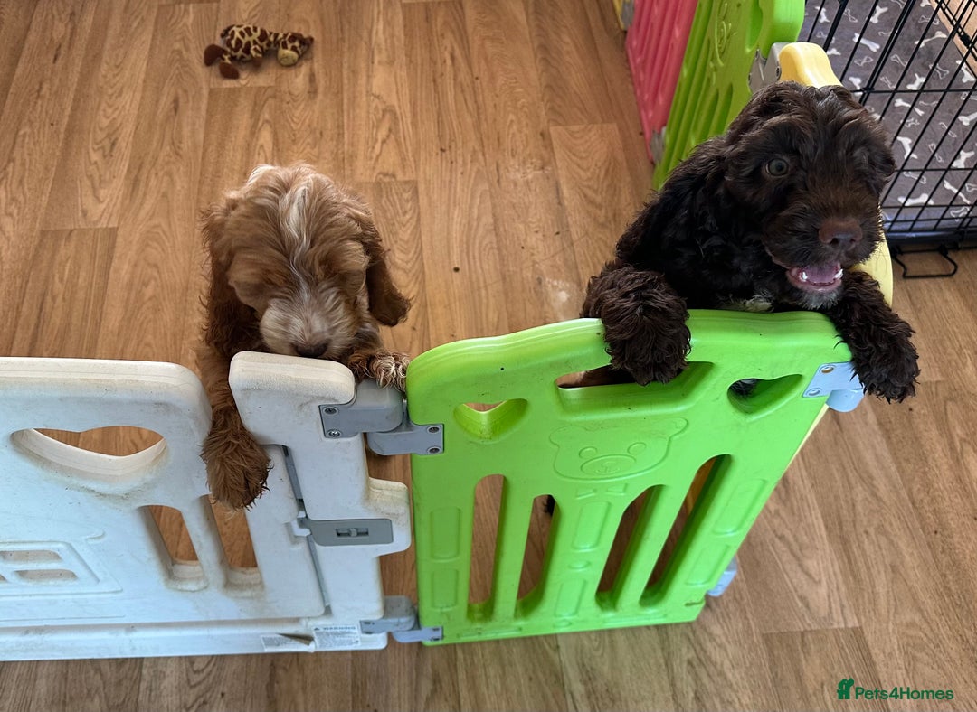 Mixed Breed dogs for sale: Cockerpoo puppies - Image 2