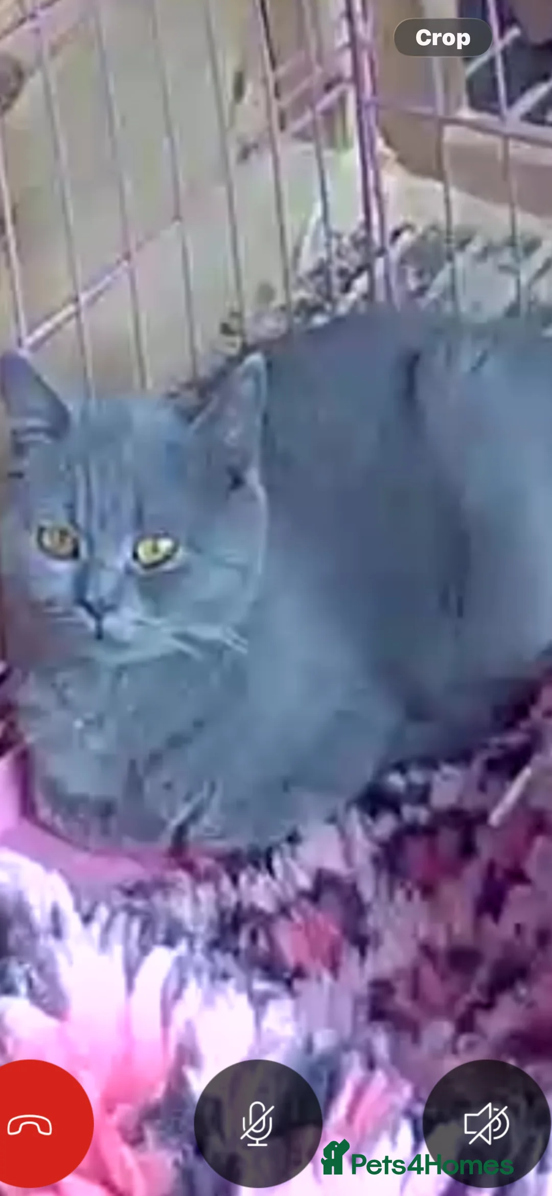 British Shorthair cats for sale: STUNNING BLUE BSH FEMALE FOR SALE - Advert 2