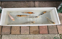 Koi Carp fish for sale: 💥QUALITY KOI CARP COLOURFUL NICE SELECTION💥 - Image 21