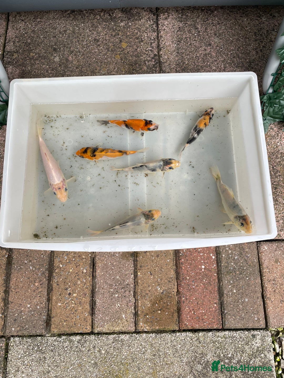 Koi Carp fish for sale: 💥QUALITY KOI CARP COLOURFUL NICE SELECTION💥 - Image 21