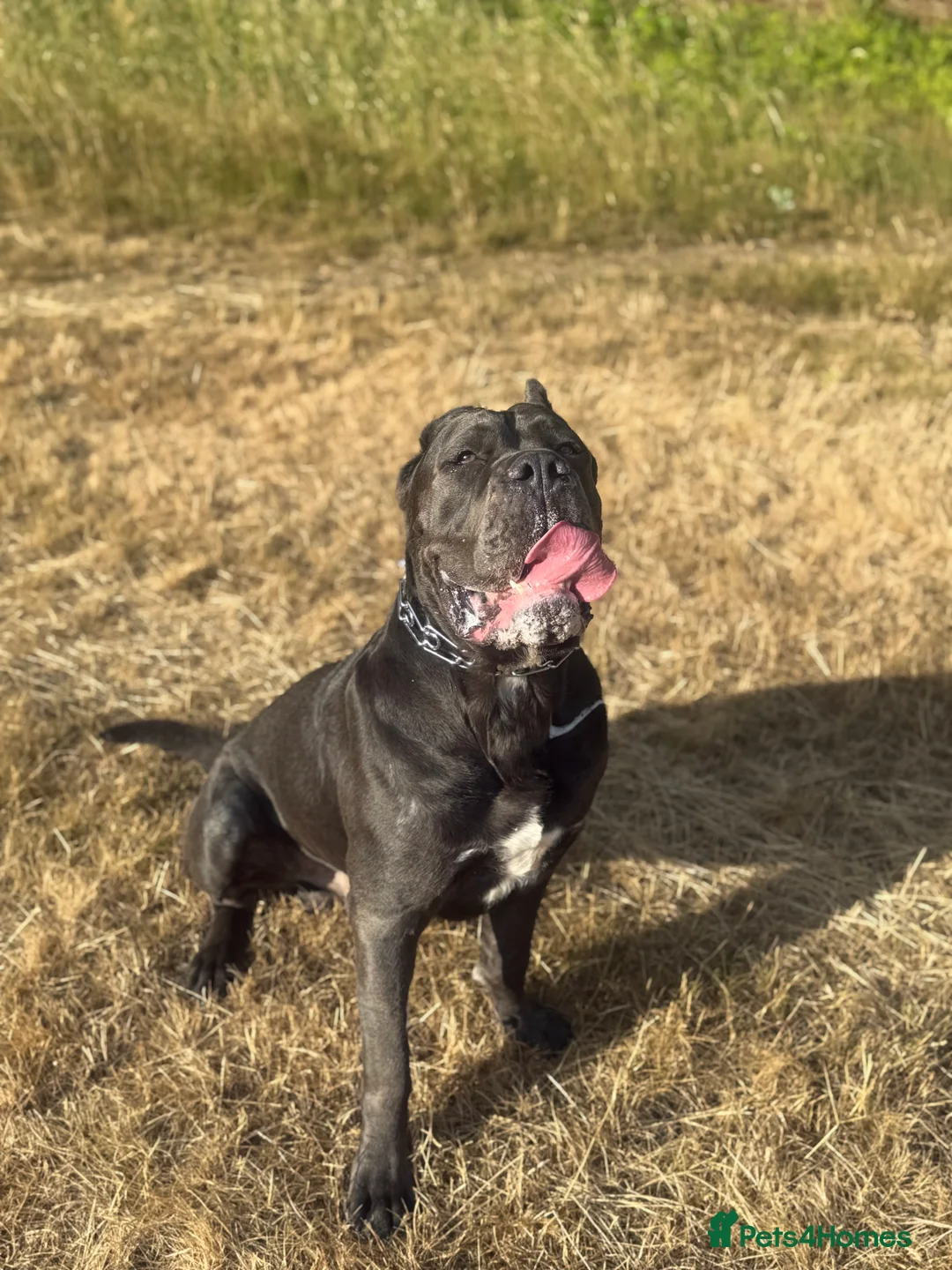 Cane Corso dogs for stud: Genuine Cane Corso Top Quality - Advert 16