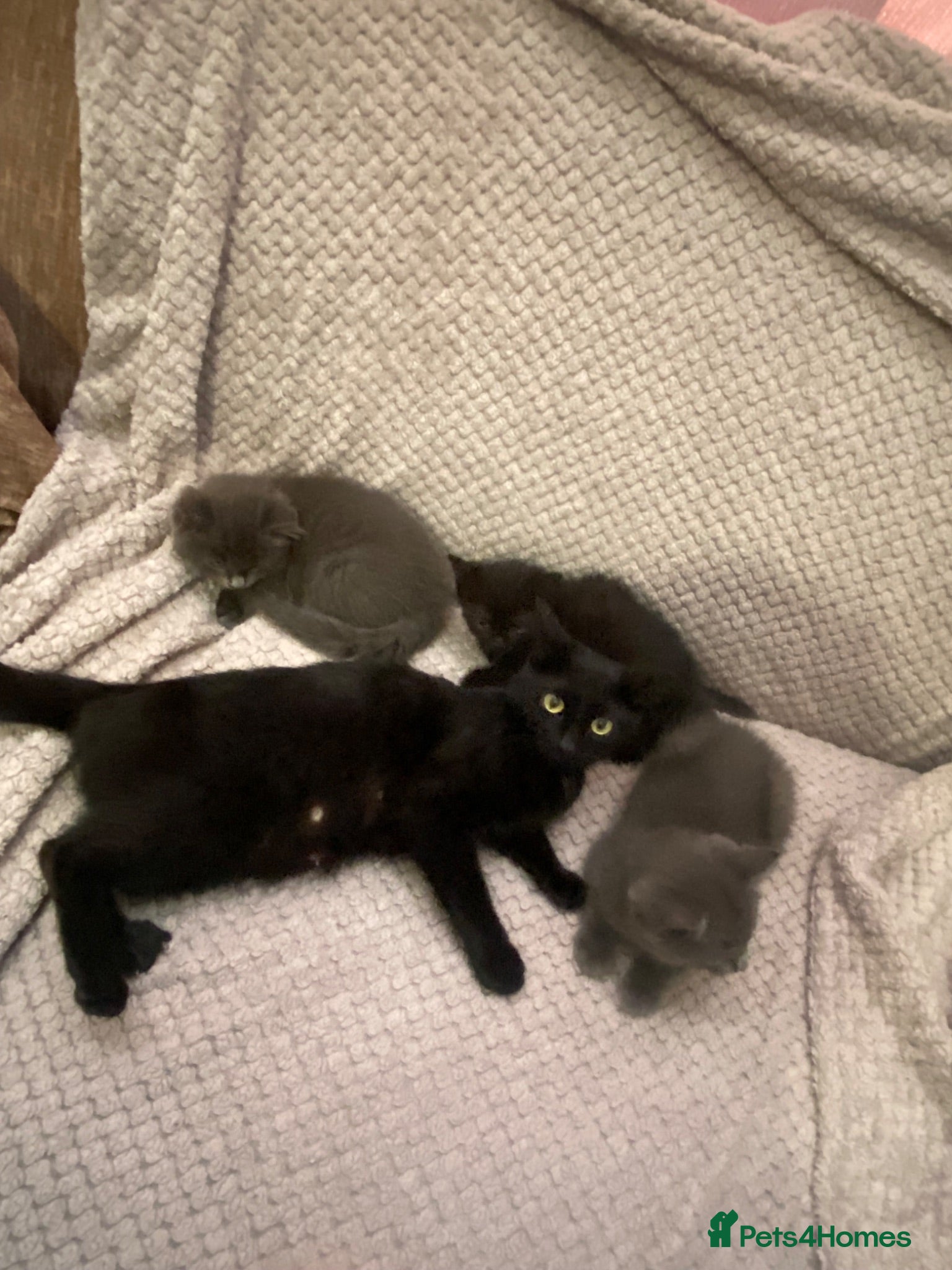 Mixed Breed cats Three mixed/part ragdoll kittens - Advert 1