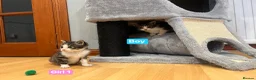 Mixed Breed cats for sale: 3 Hand reared Kittens  - Advert 3