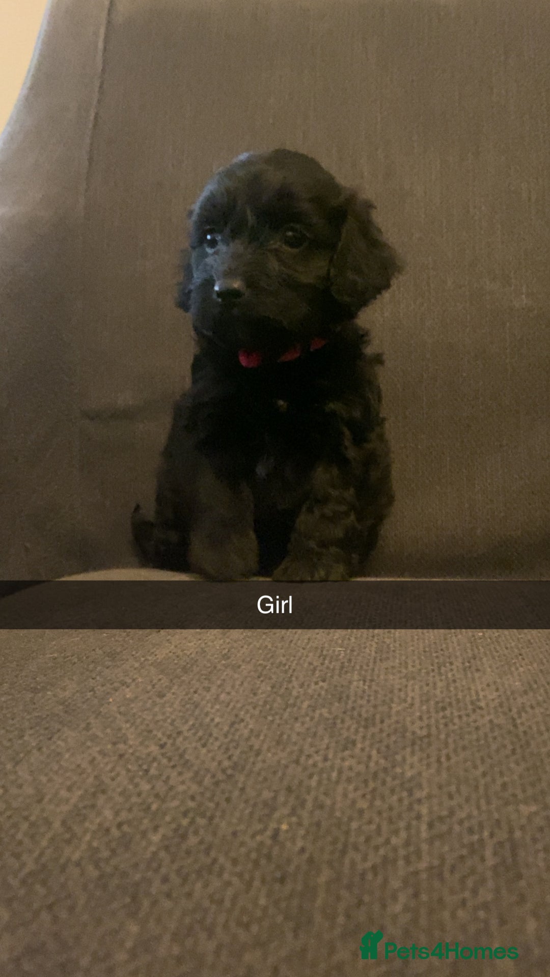 Cockapoo dogs for sale: Cockerpoo puppy’s  - Advert 11