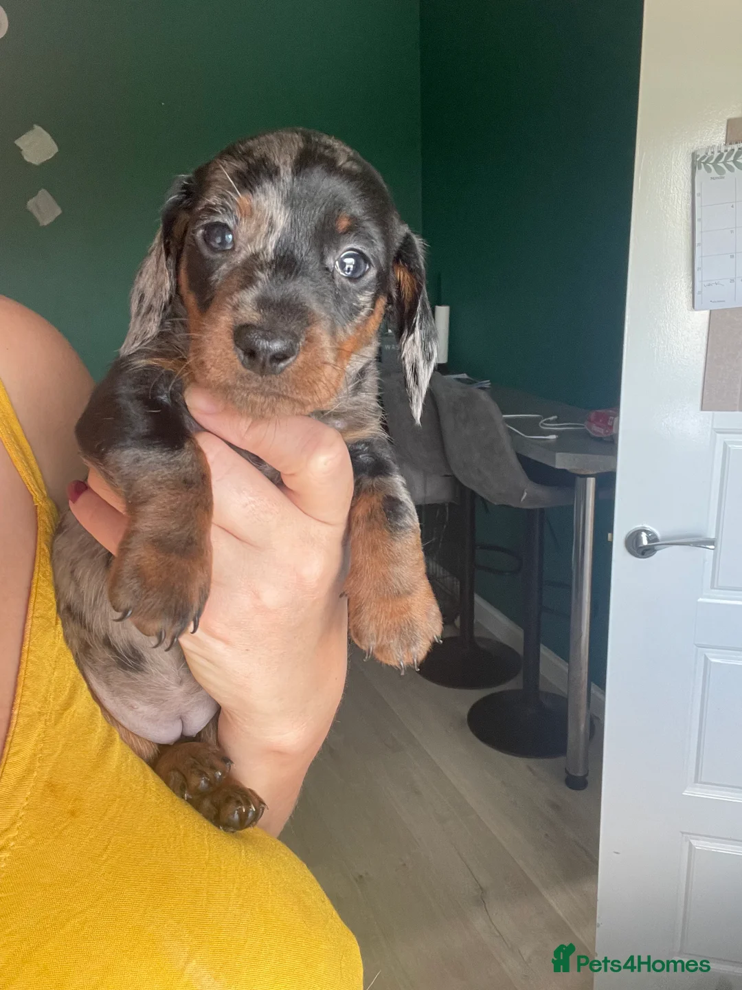 Miniature Dachshund dogs for sale: Miniature dachshunds  - Advert 2
