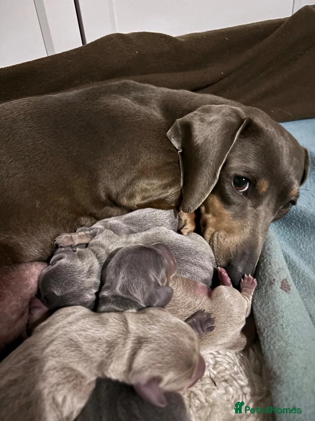 Miniature Dachshund dogs for sale: KC Registered Mini Dachunds Blues and Isabelle’s - Advert 1