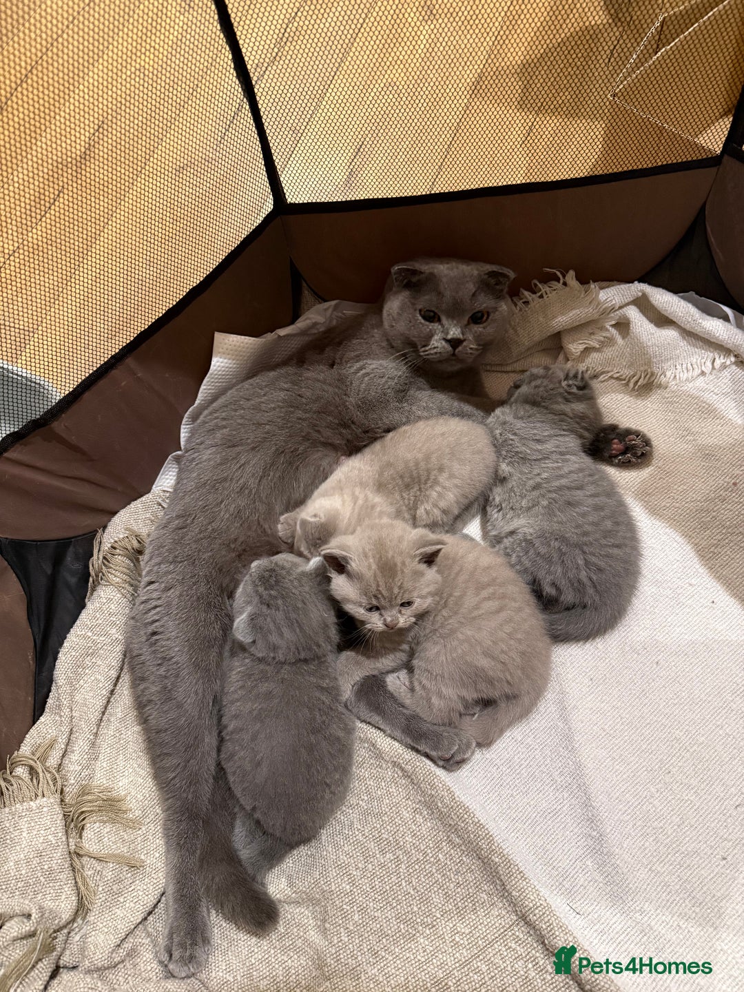 British Shorthair cats for sale: 4 beautiful British shorthair kittens - Advert 1