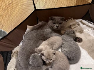 British Shorthair cats 4 beautiful British shorthair kittens - Advert 2
