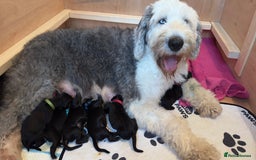 Mixed Breed dogs for sale: Adorable Sheepadoodle Puppies! - Image 10