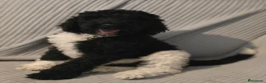 Standard Poodle Puppy 4