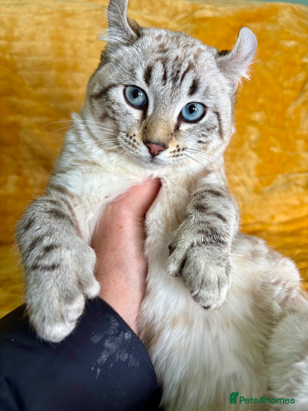 Keetso cats for sale: Super wild looking poly curled eared leopard  - Advert 21