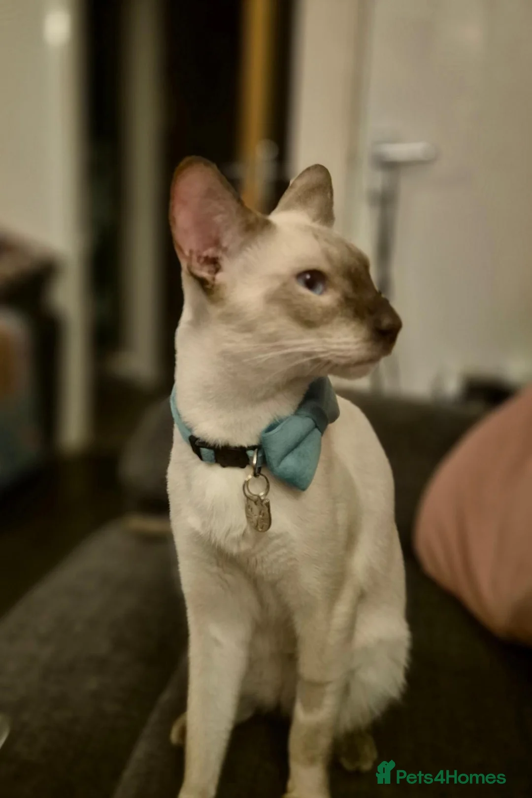Siamese cats for sale: Modern type chocolate point male  - Advert 2