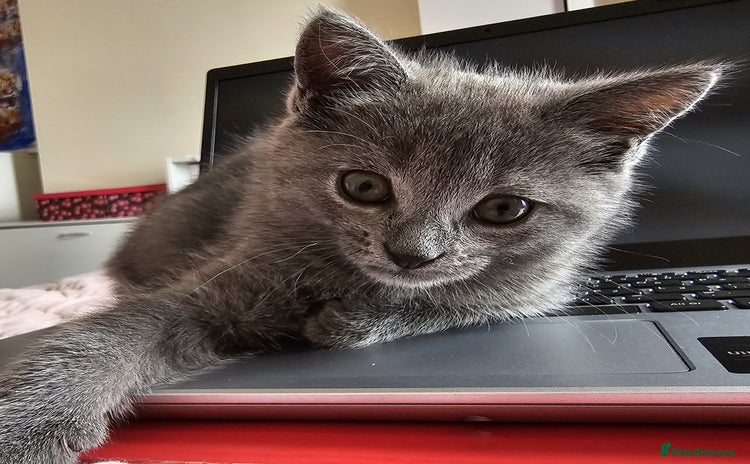 Chartreux cats - Advert 1