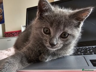 Chartreux cats - Advert 2