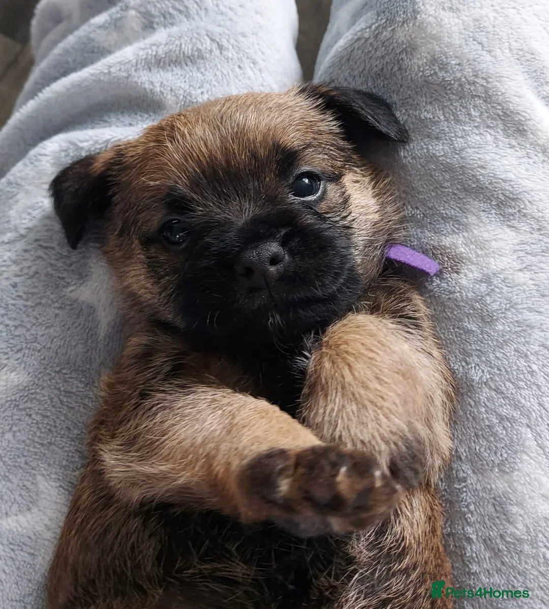 Border Terrier dogs for sale: Gorgeous Border Terrier puppies - Advert 14