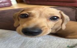 Miniature Dachshund dogs for sale: Stunning shaded cream girl  - Image 4